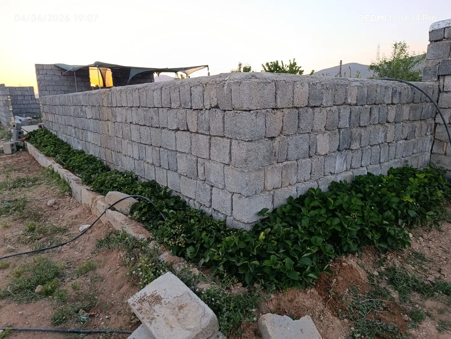باغ میوه آجیلی