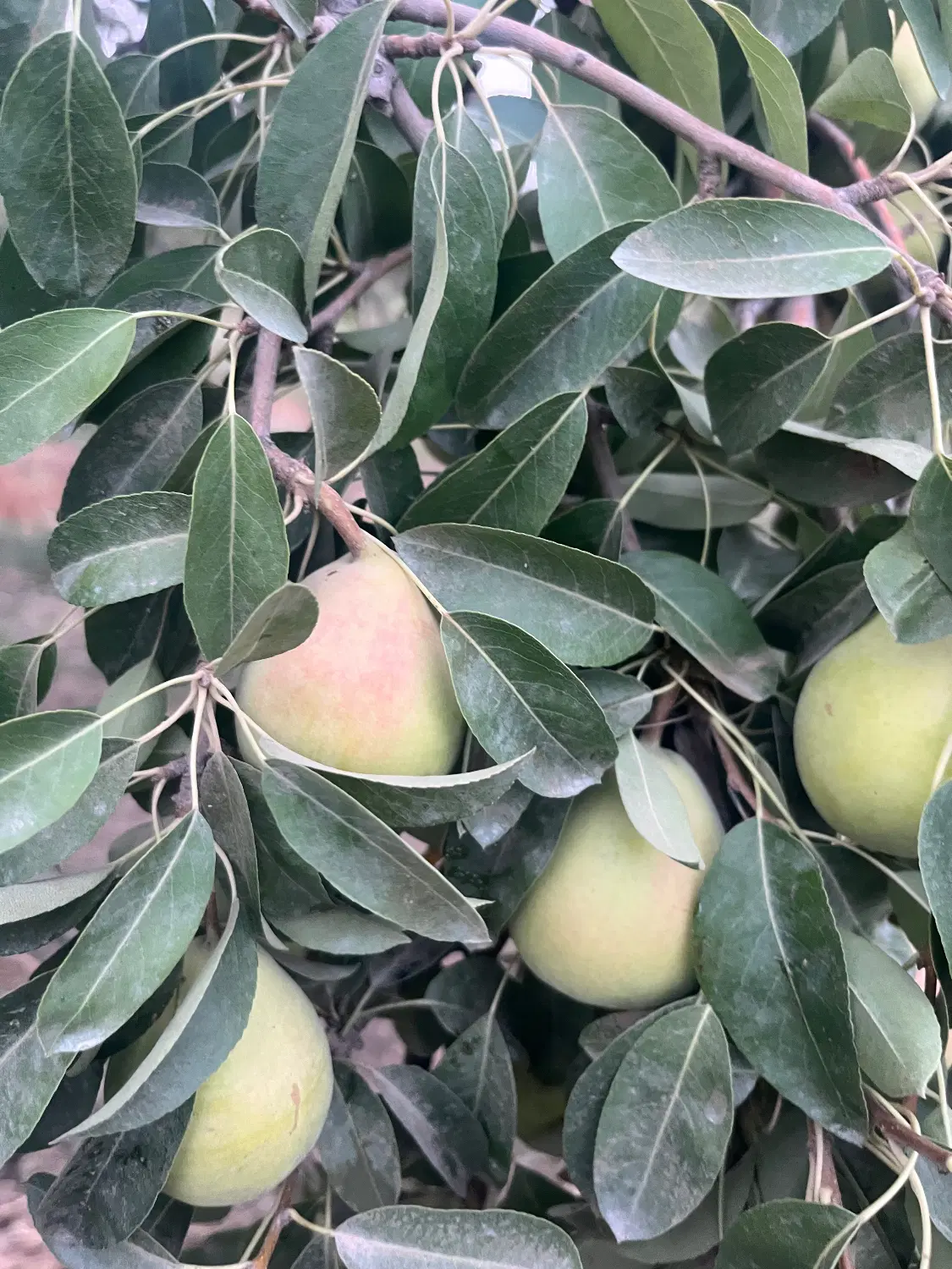 اجاره ی باغ گلابی