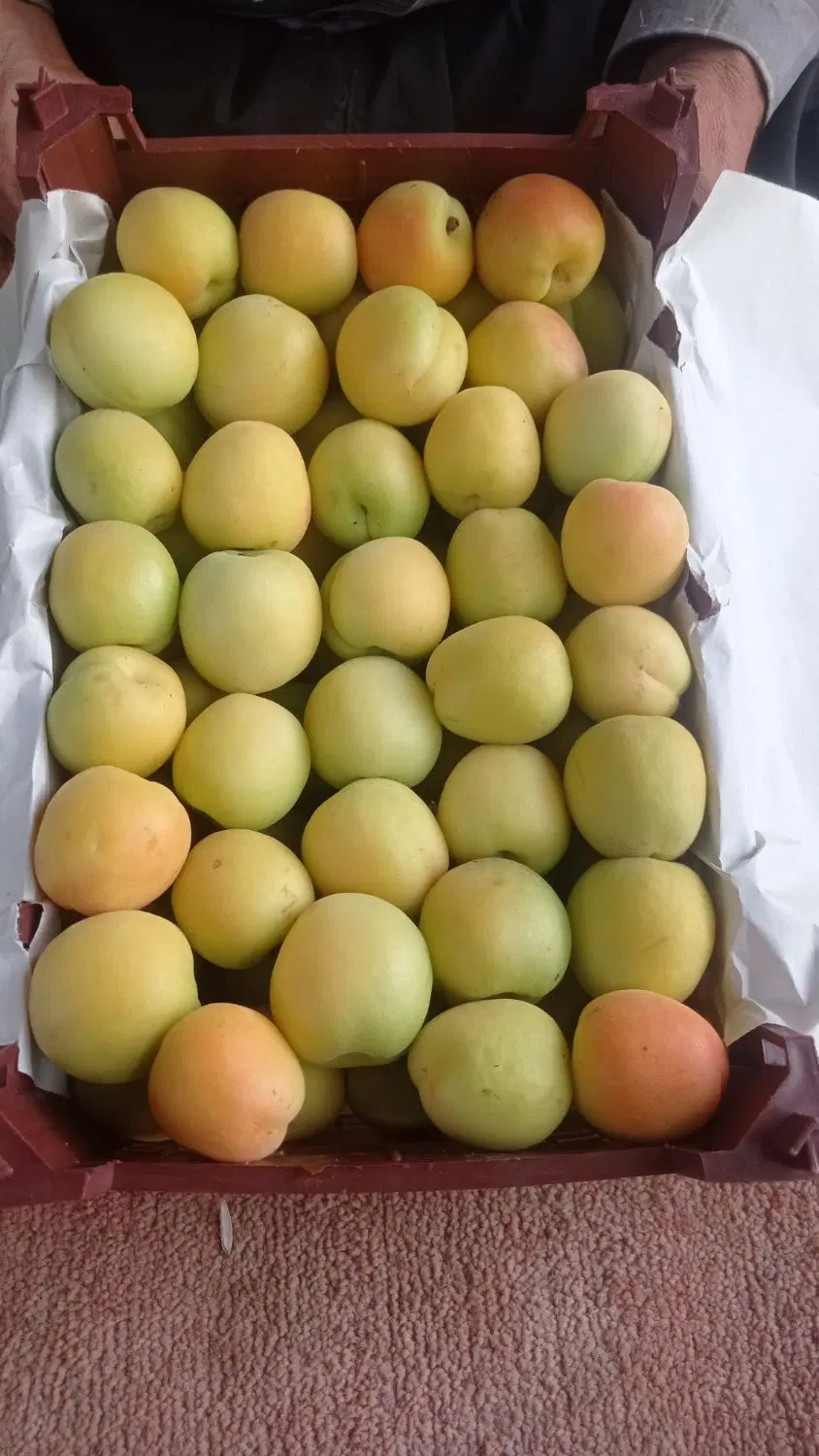 باغ انار و انجیر و گوجه سبز و زردآلو