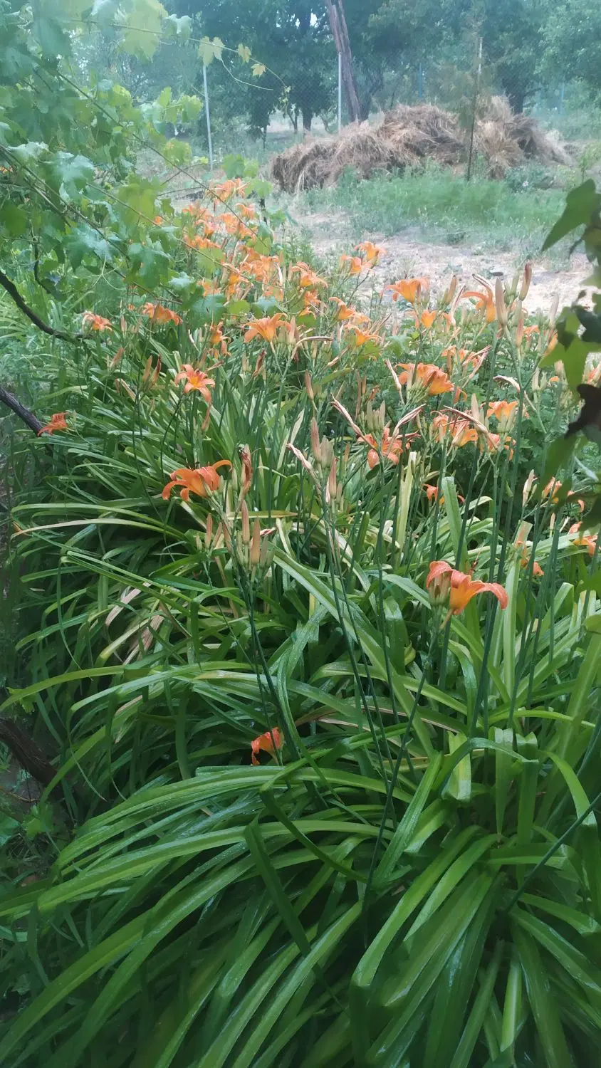 باغ ویلای ۸۰۰متر