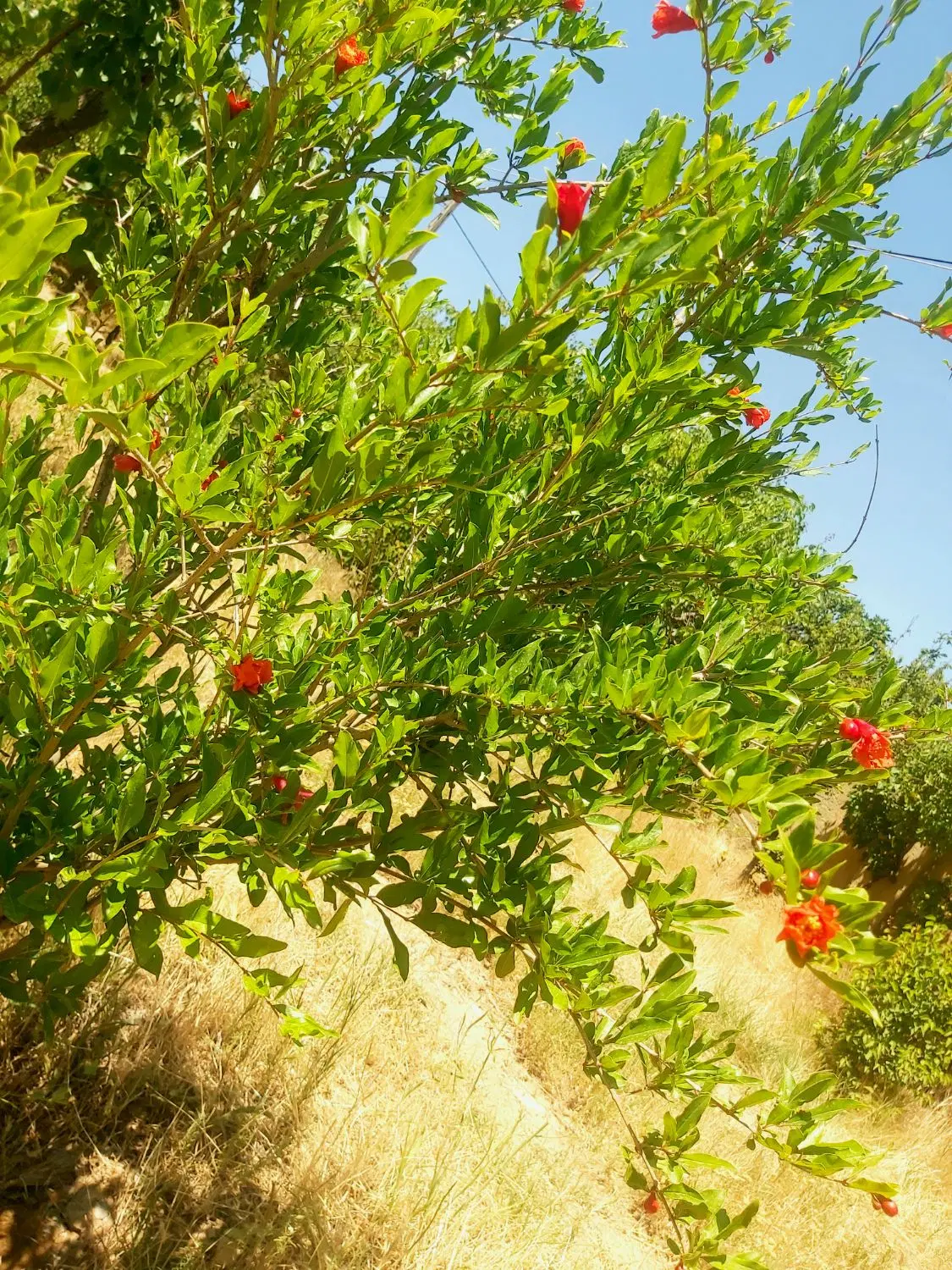 خونه باغ