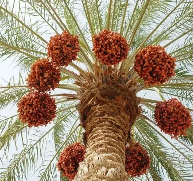 13 درخت خرما ، دوساله اجاره جهت معاوضه با ماشین
