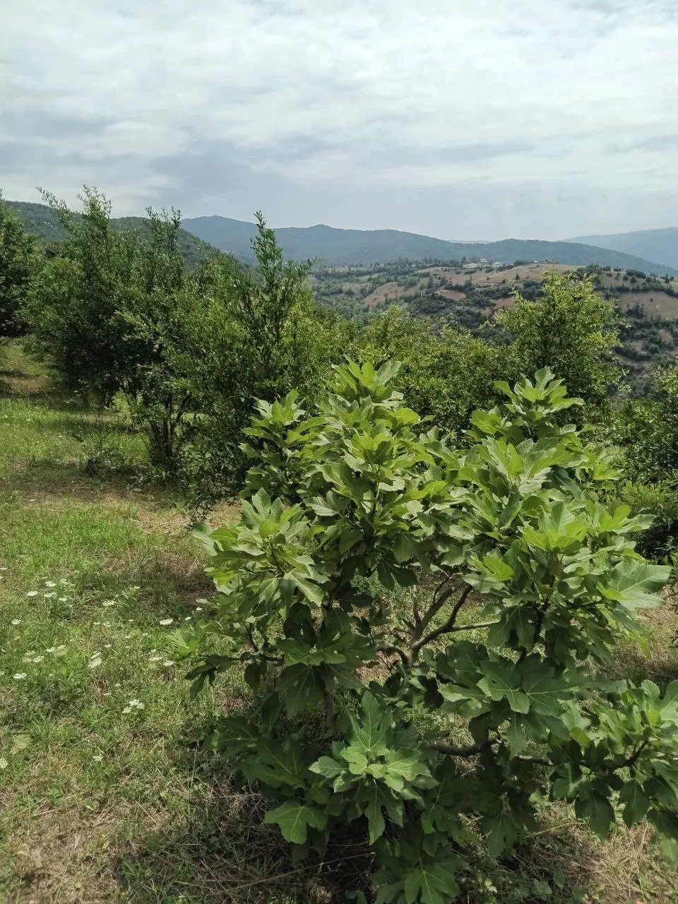 ۱۰۰۰ متر زمین فروشی