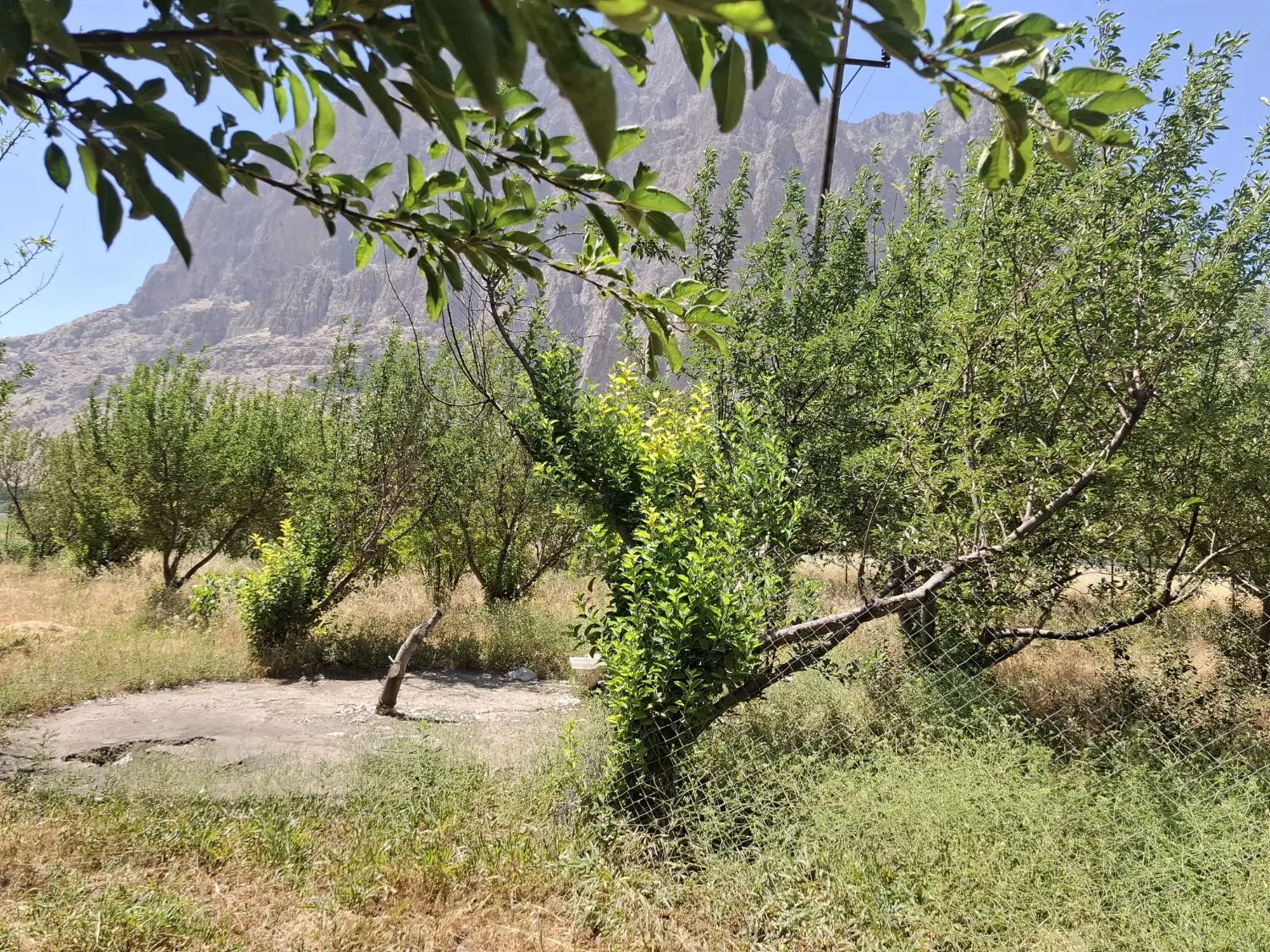 باغ ۲۰ ساله بیستون