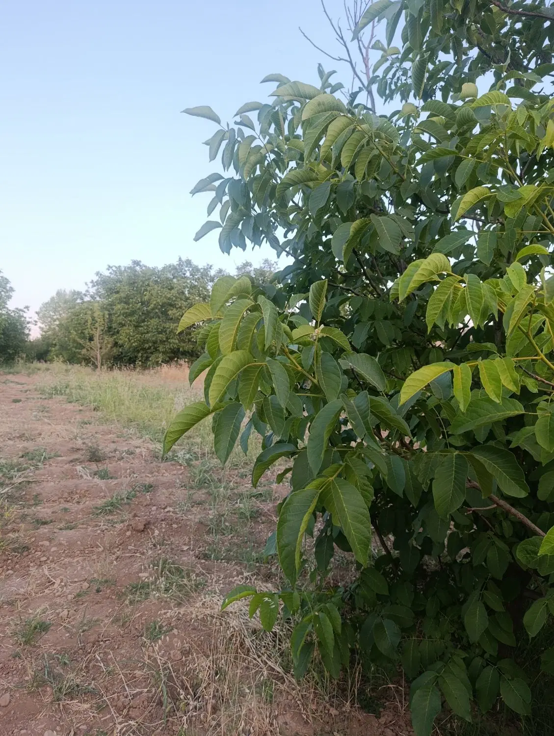 باغ میوه