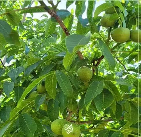 باغ فروشی
