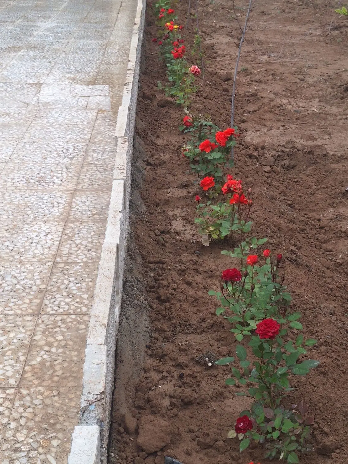باغ و باغچه و ویلایی