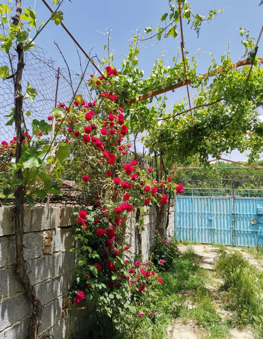 باغ در لوربالاجی