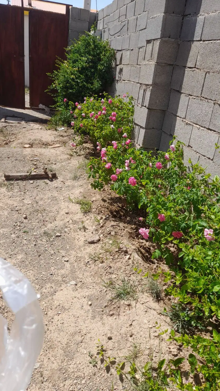 باغچه ویلادرشهرساوه