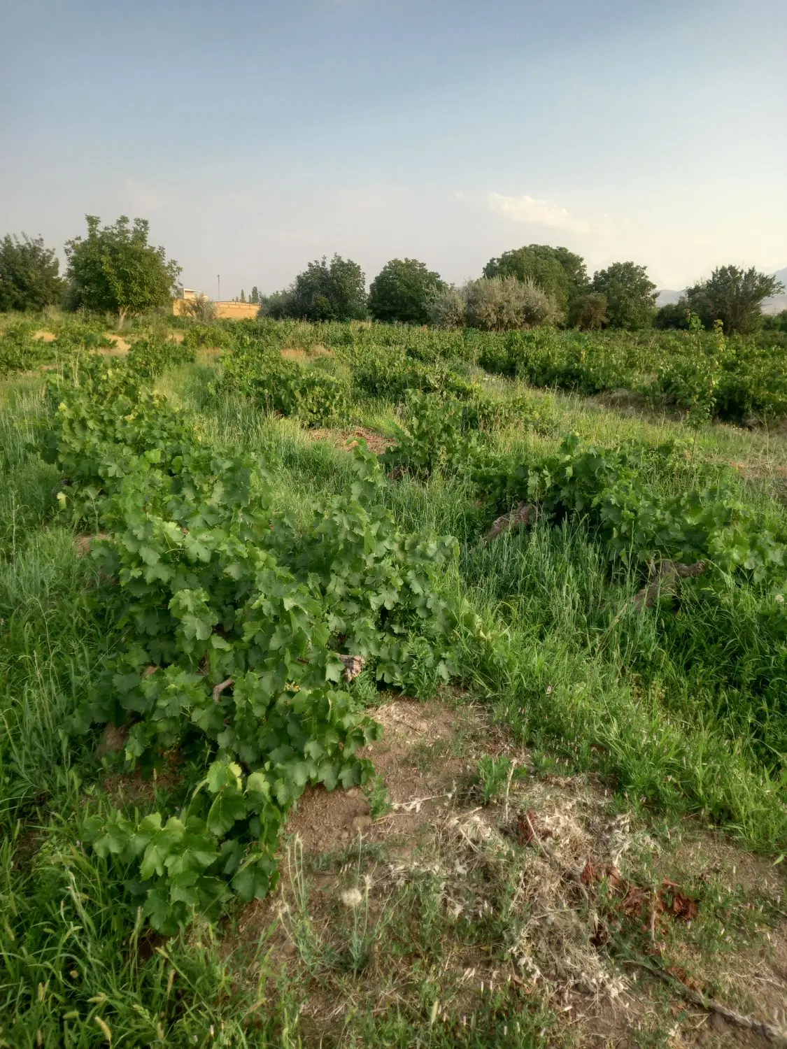اجاره انگور