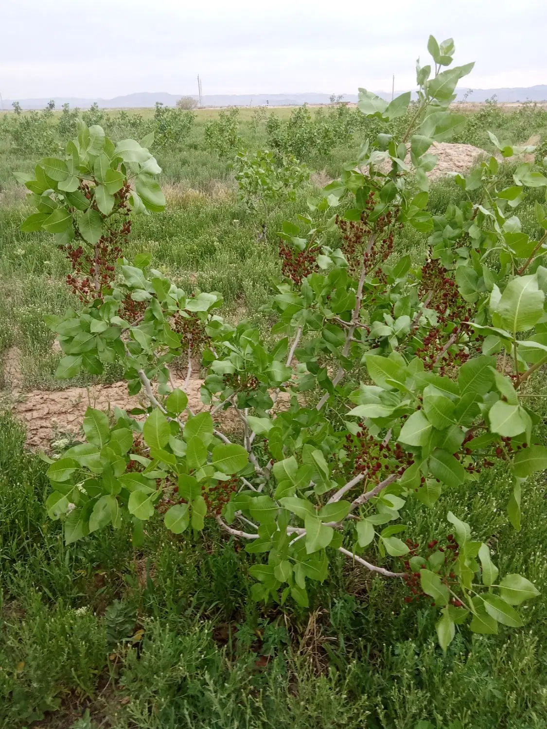 فروش یا اجاره باغ پسته 20120متر 10ساله بارده استخر