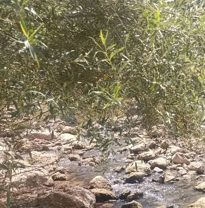 زمین کشاورزی کمالوند