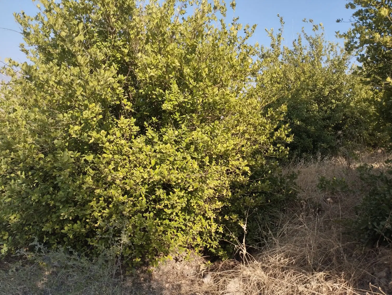 باغ لیمو ترش