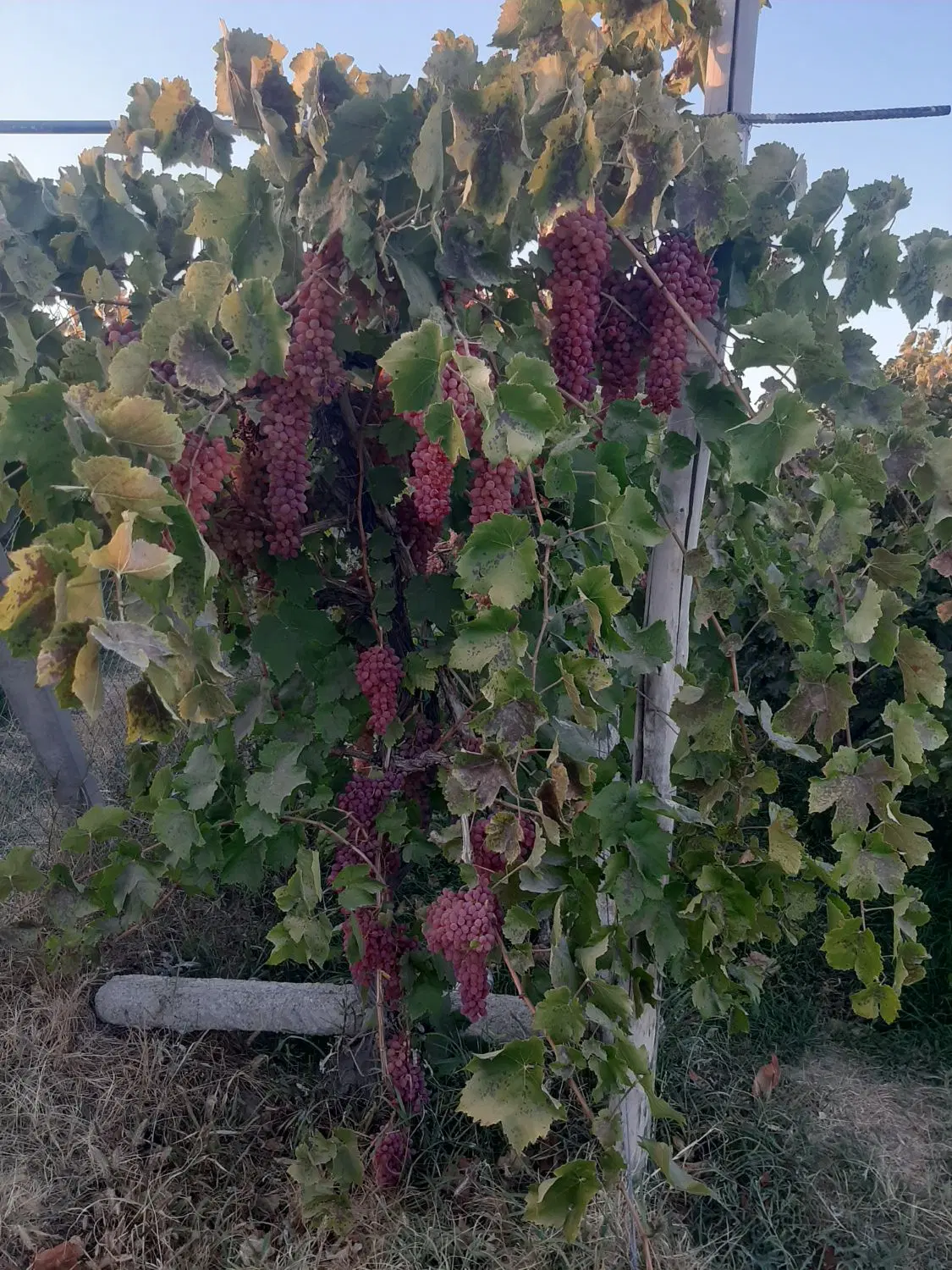 باغ نازلو