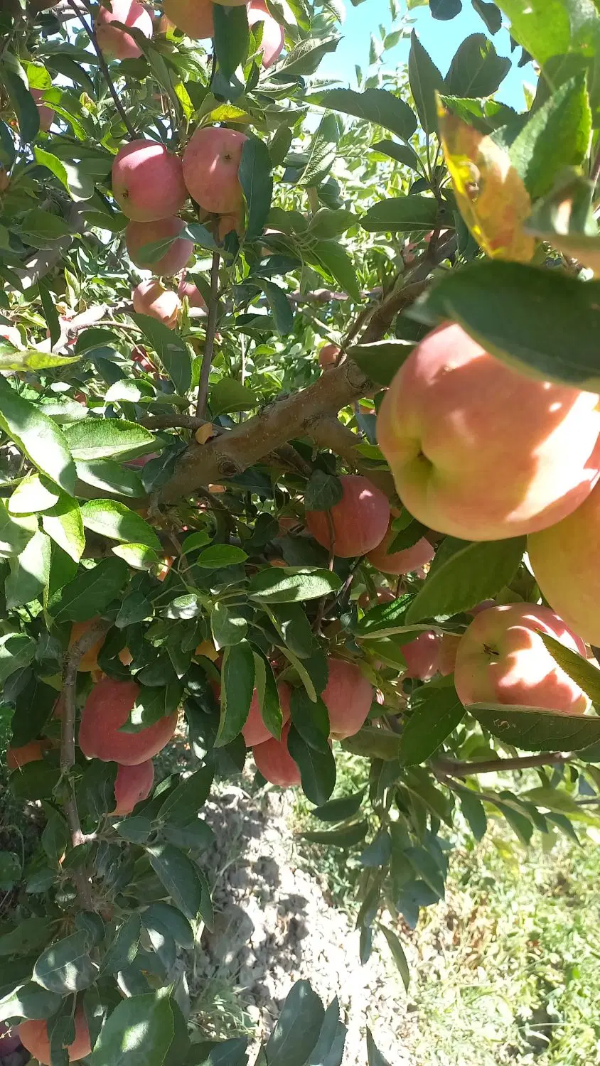 اجاره سیب سفید و قرمز تناژ ۴ الی ۵ تن