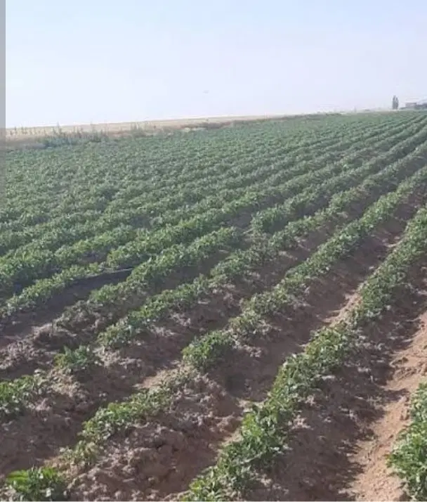 اجاره زمین کشاورزی