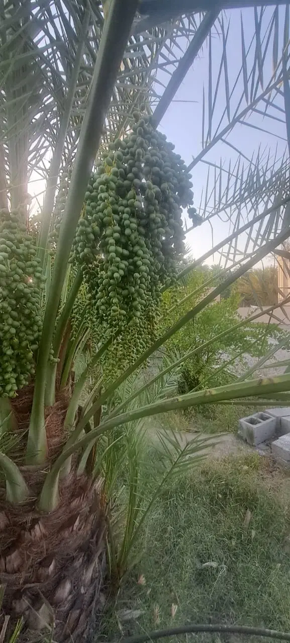 خونه باغ فین