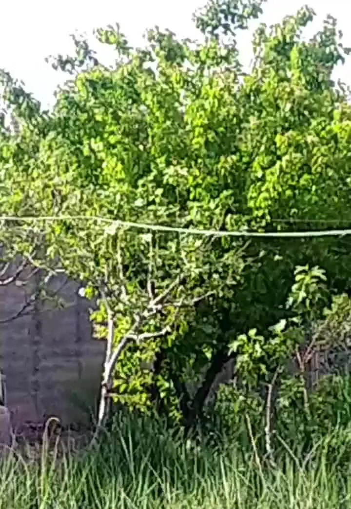 باغ پسته بادرختان ۱۱ساله نقدواقساط