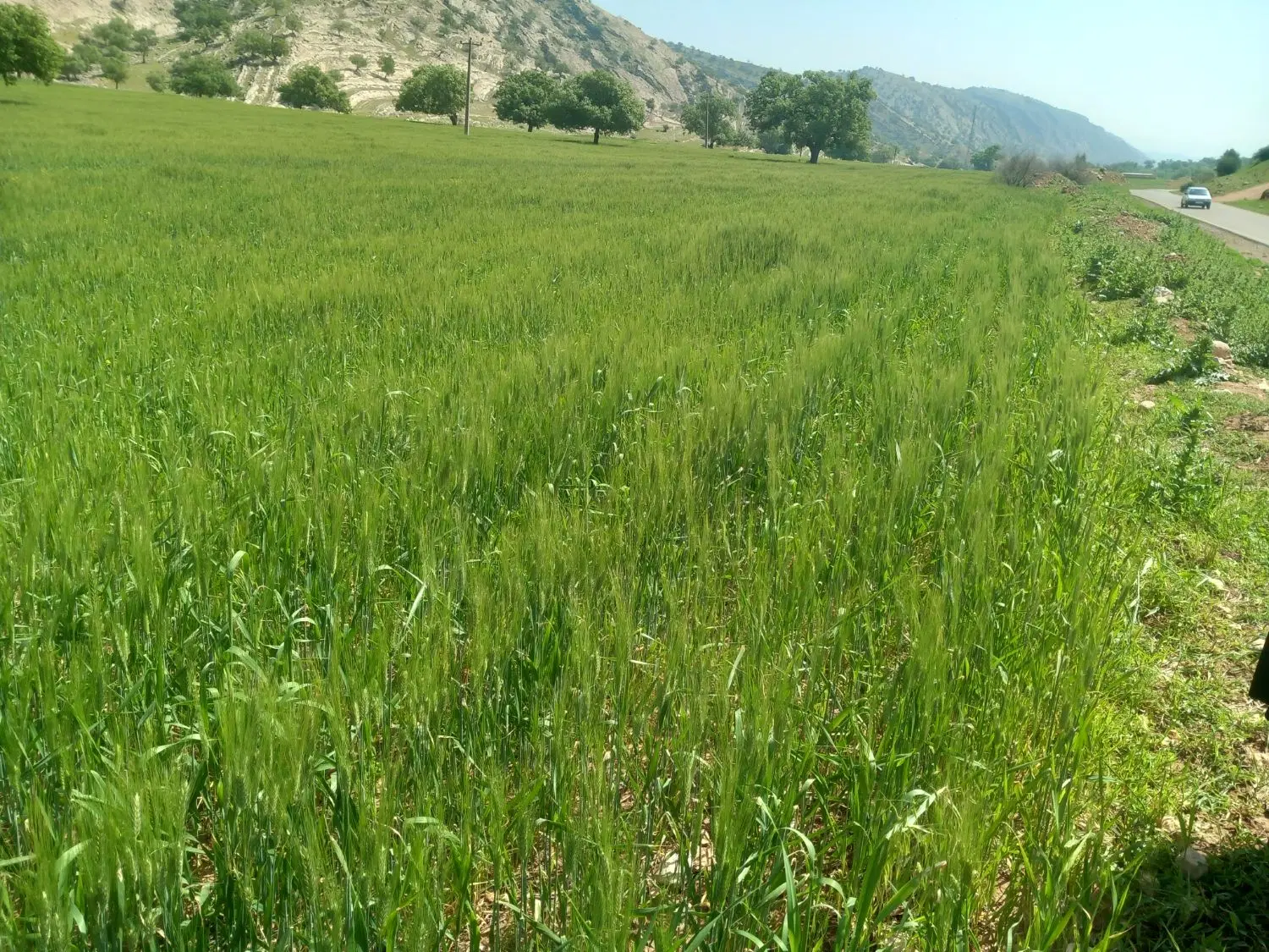 زمین کشاورزی و زراعی قابل معاوضه