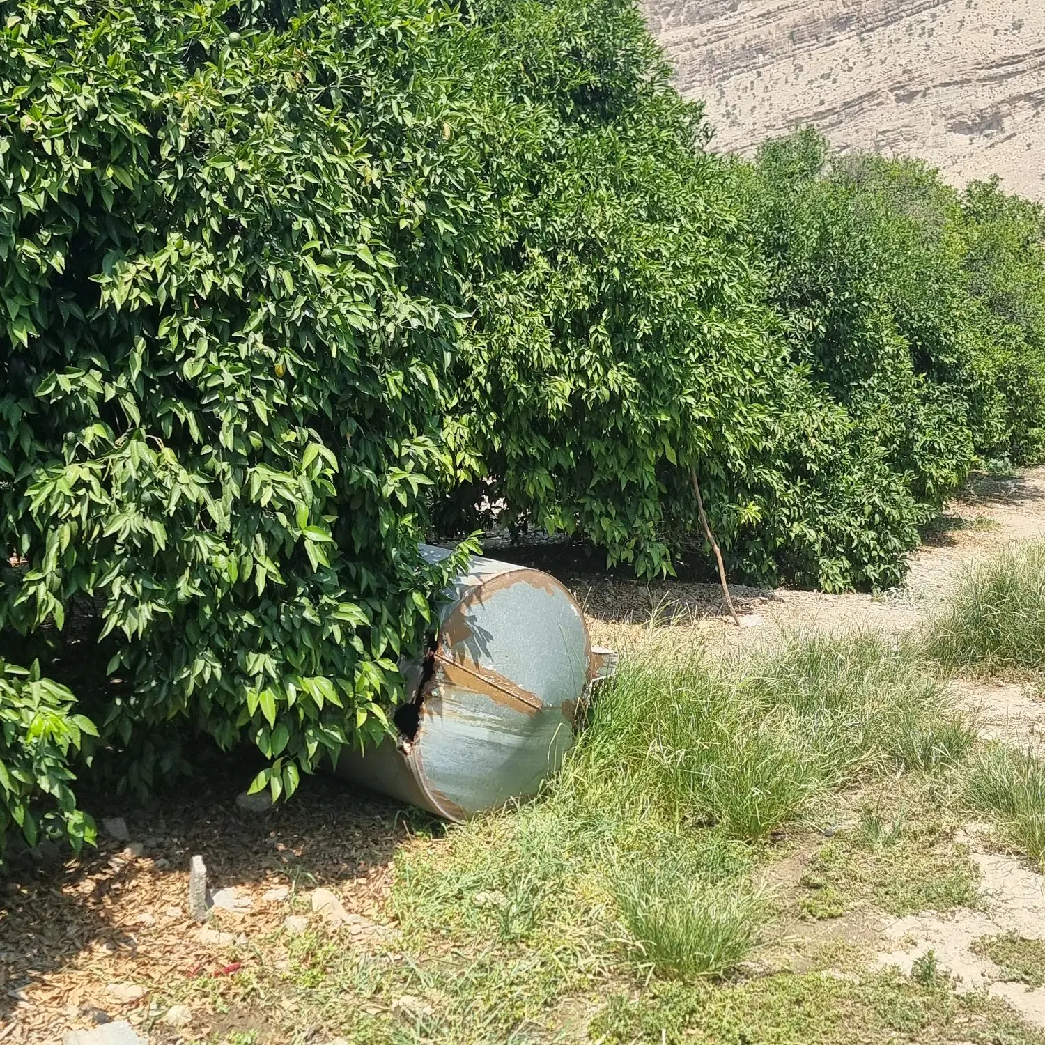 فروش باغ