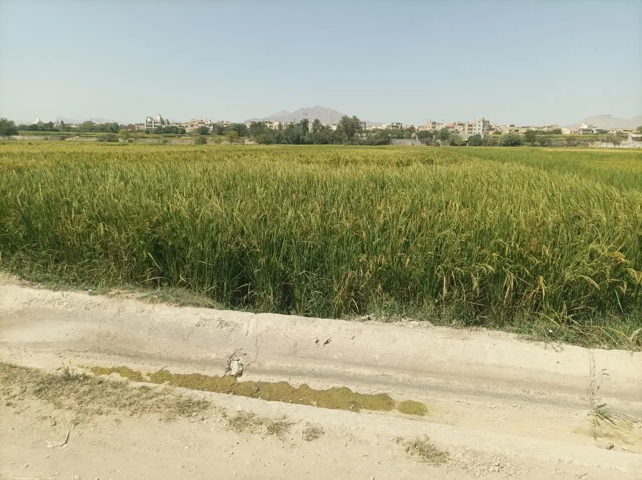 فروش زمین کشاورزی به دلیل نیاز مالی