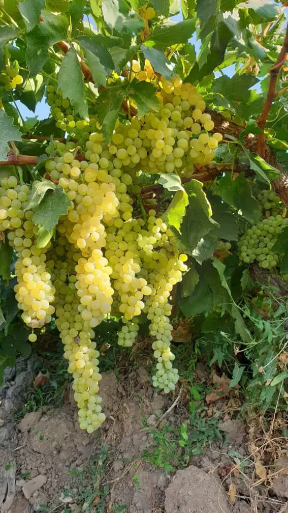 ۲،۰۰۰ متر باغ انگور برق و خانه فنس کشی