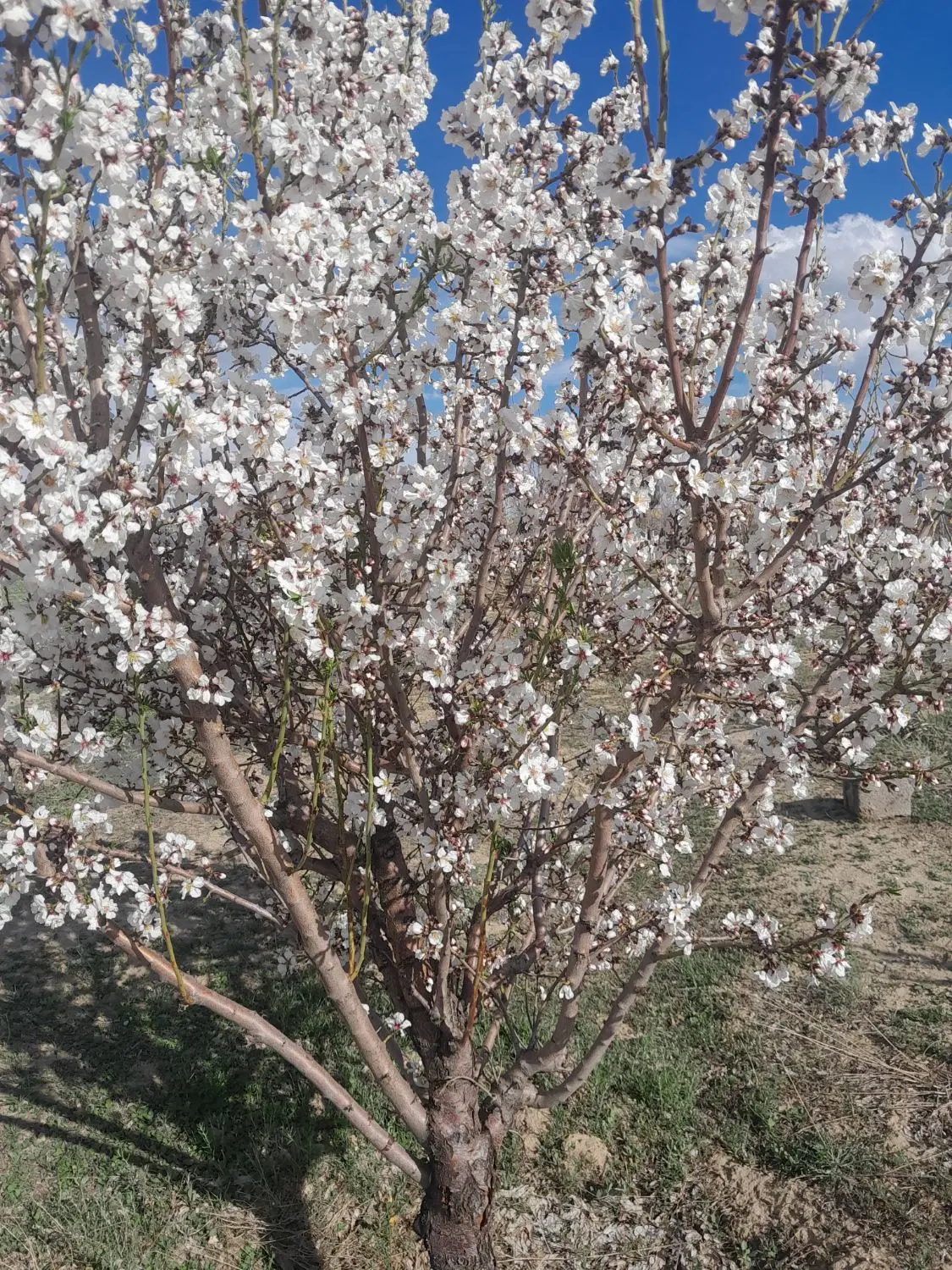 زمین ۸۰ متری فقیره