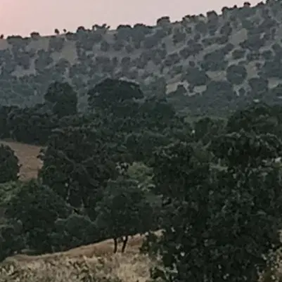 زمین کشاورزی