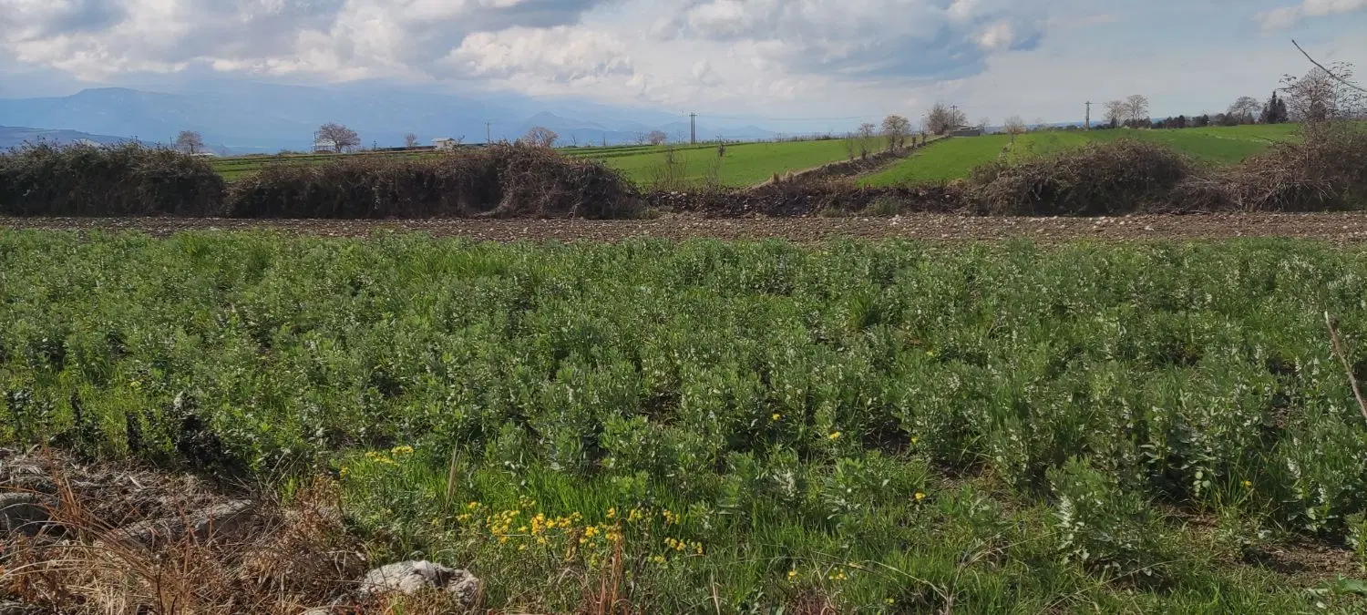 زمین باغی بر آسفالت روستای سدن