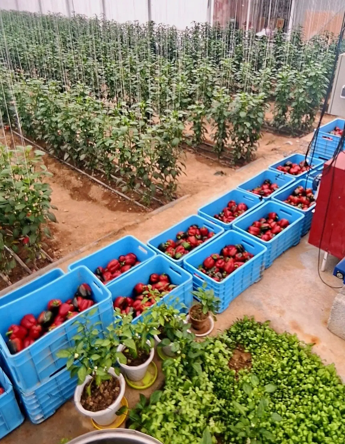 یک تیر و چند نشان(گلخانه)
