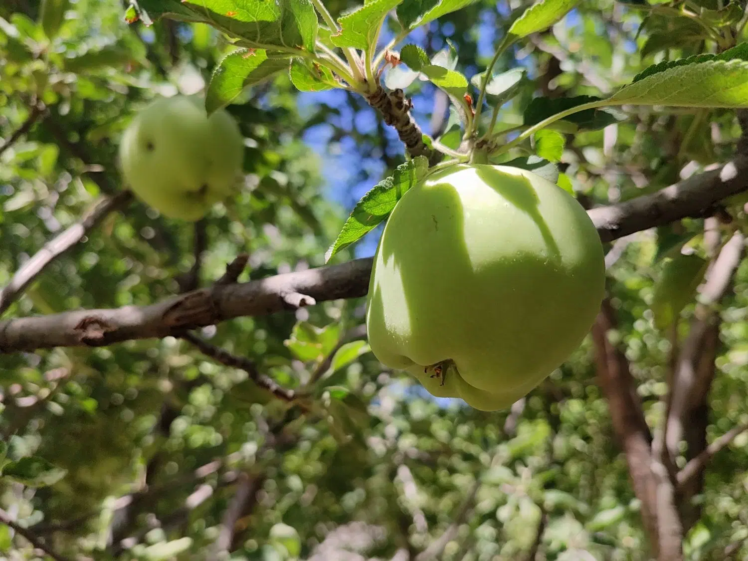 فروش باغ ویلایی دراسکو
