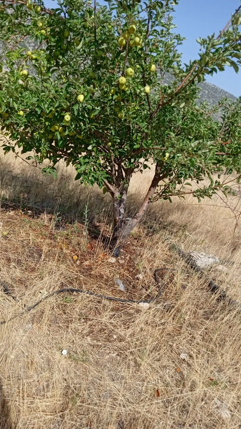 زمین زراعی 6500مترسندتکبرگ و3500مترباغ  ثمری فروشی
