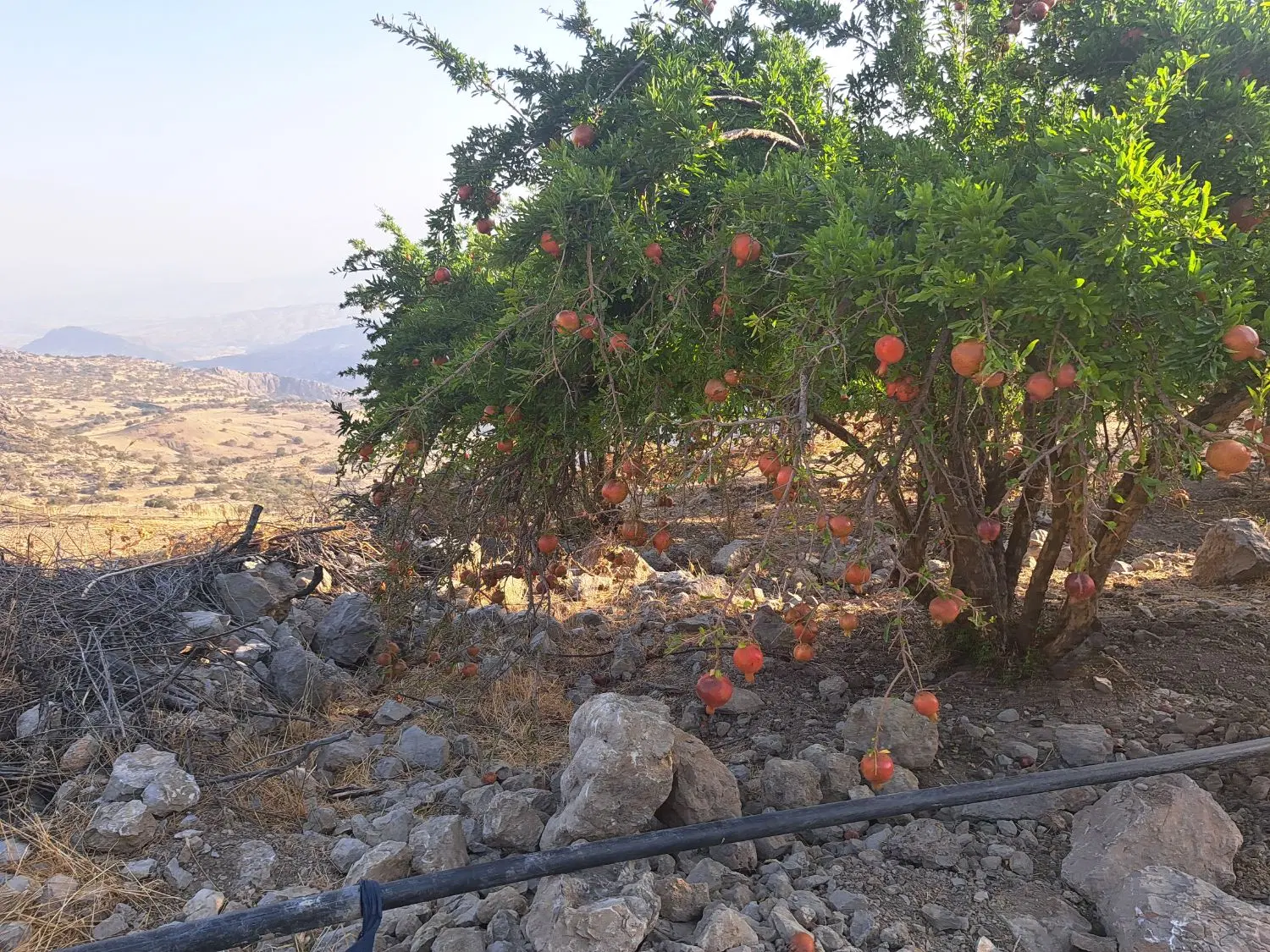 فروش زمین مسکونی به متراژ های ۲۲۰ و ۲۵۰ متر