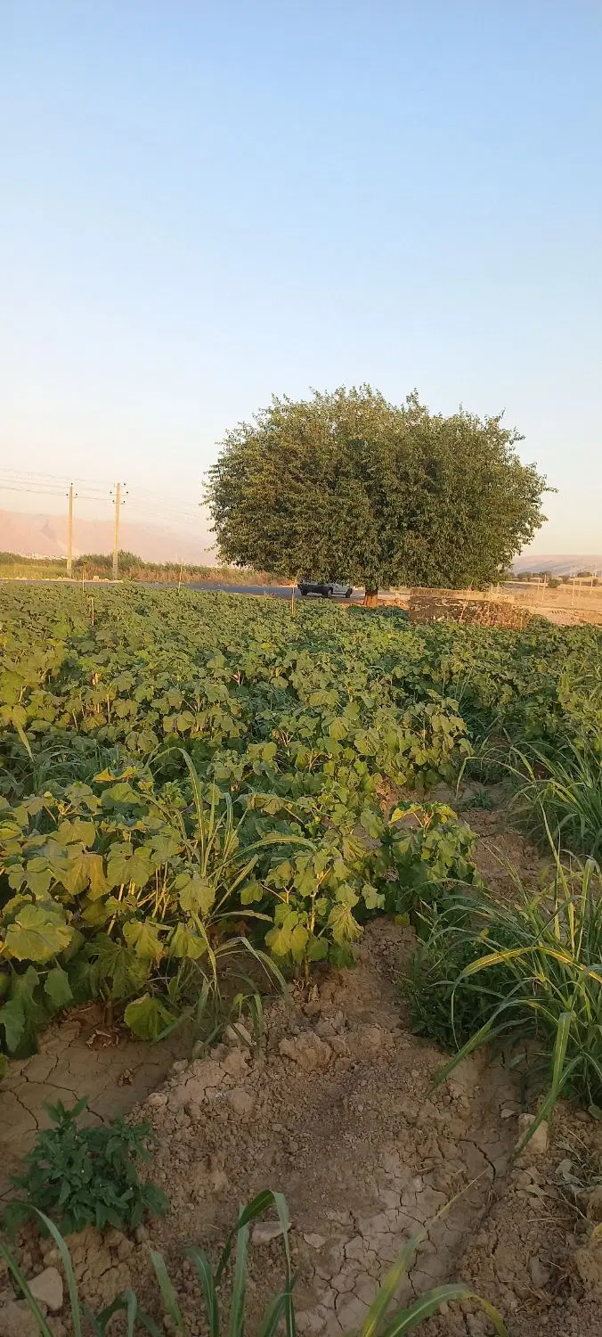اجاره زمین