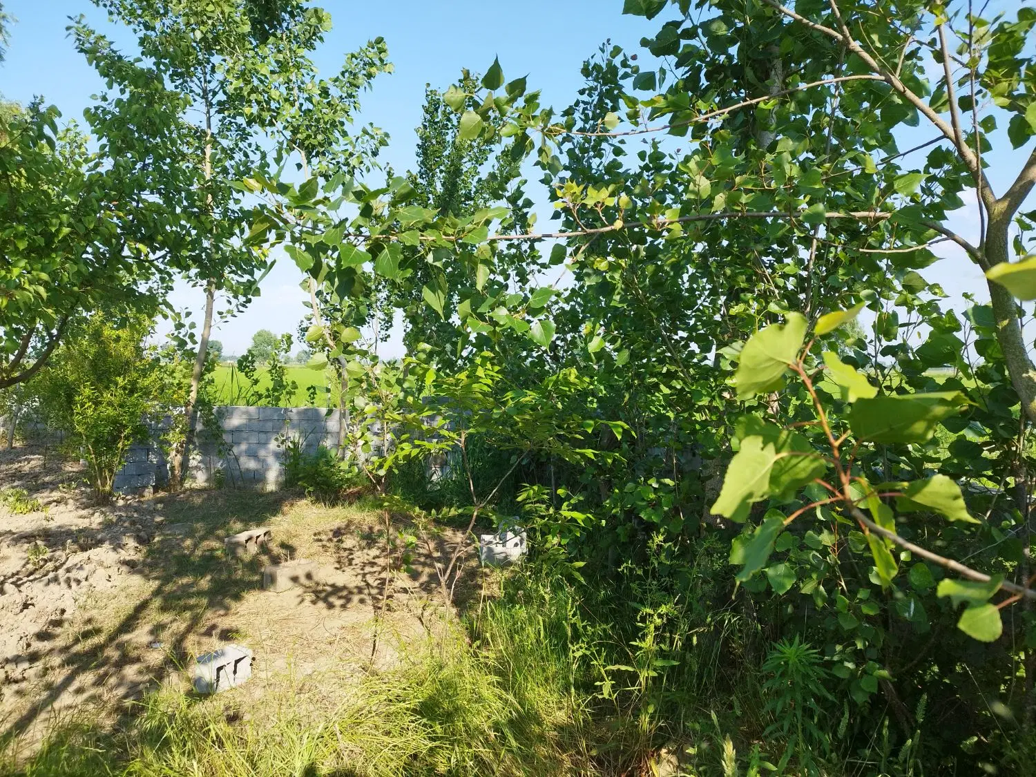 باغ فروشی محمودآباد روستای حربده