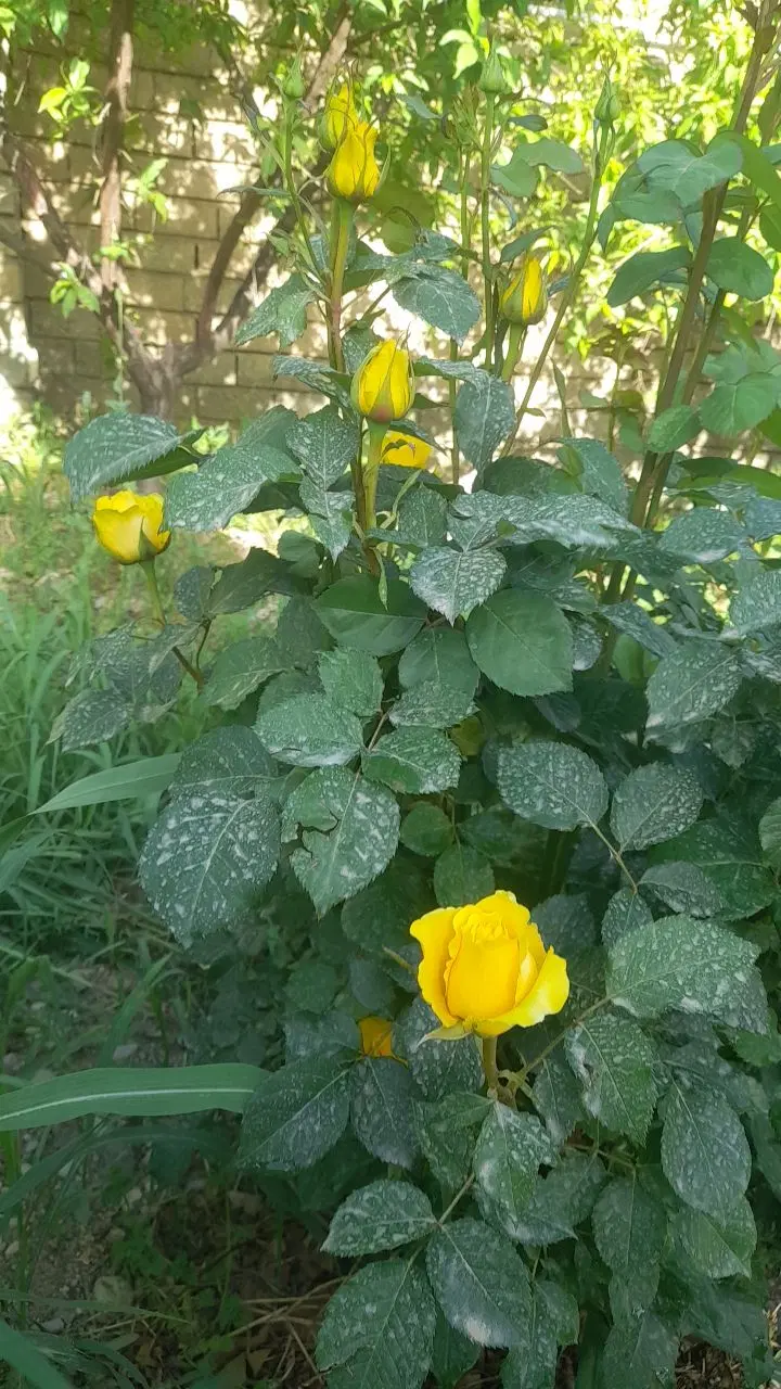 اجاره کوتاه مدت باغچه روستایی