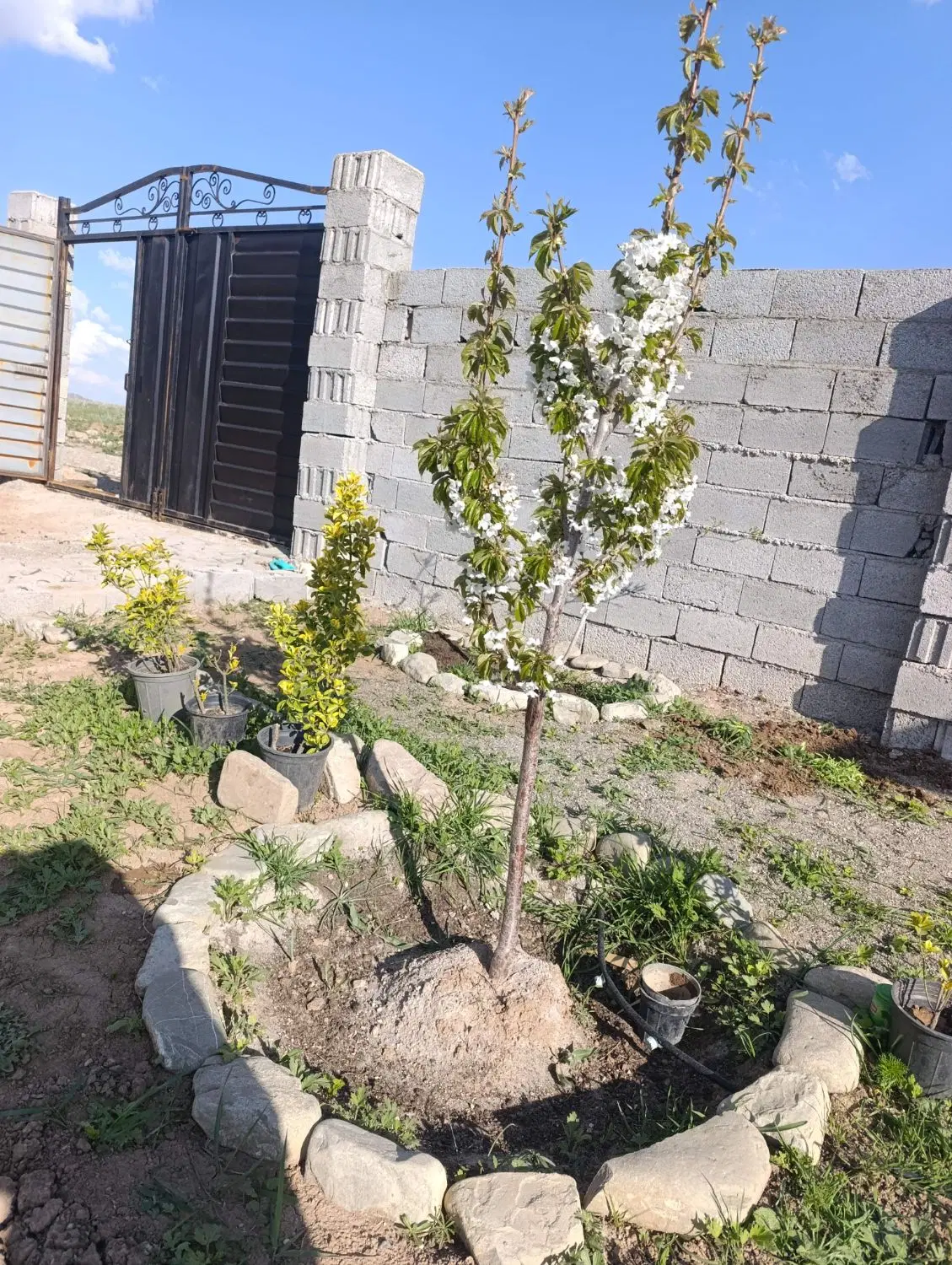 زمین باغ ویلایی در اسپیران جاده نهند کوی بالستان