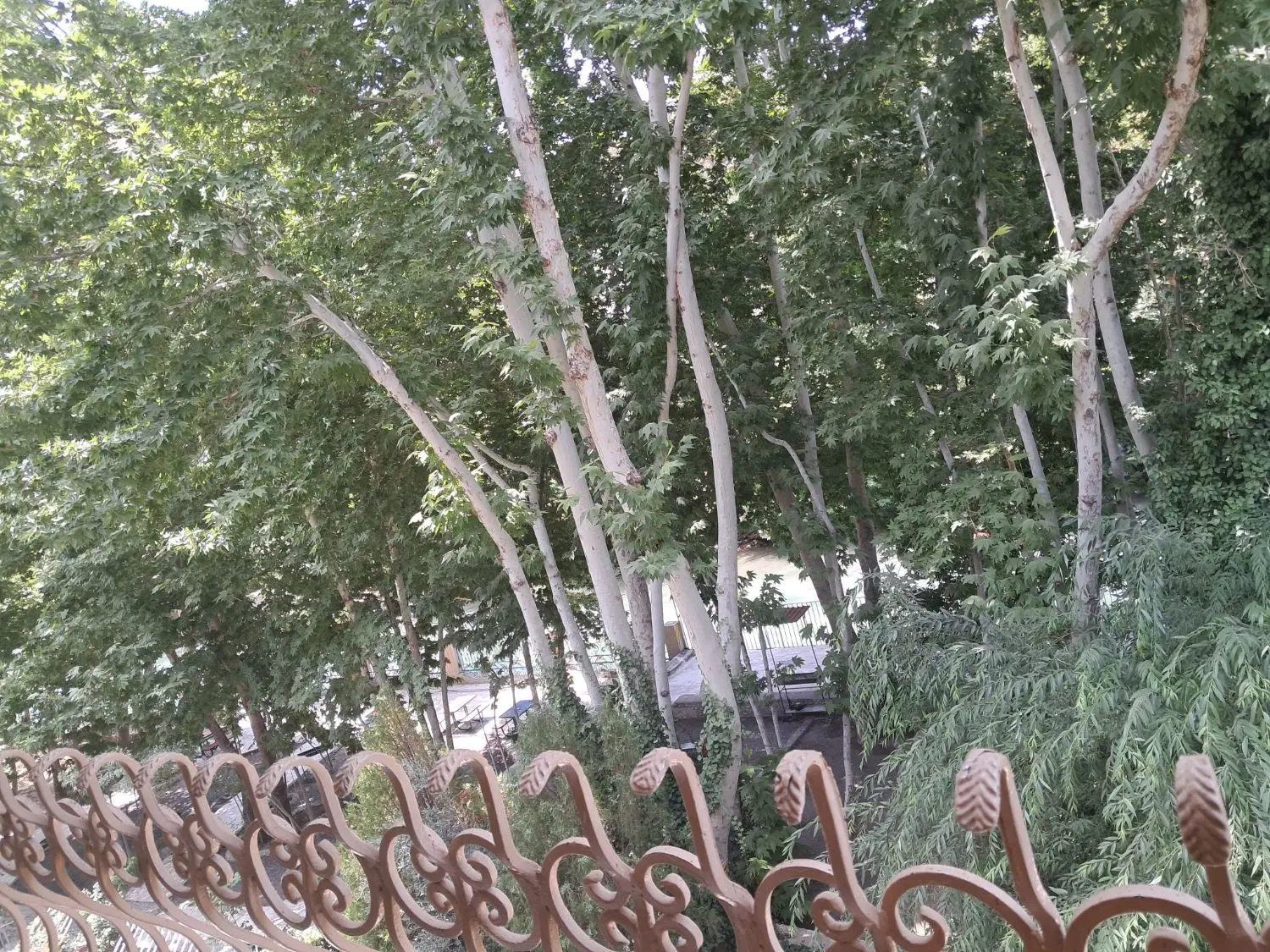 فروش مزرعه شش دانگی