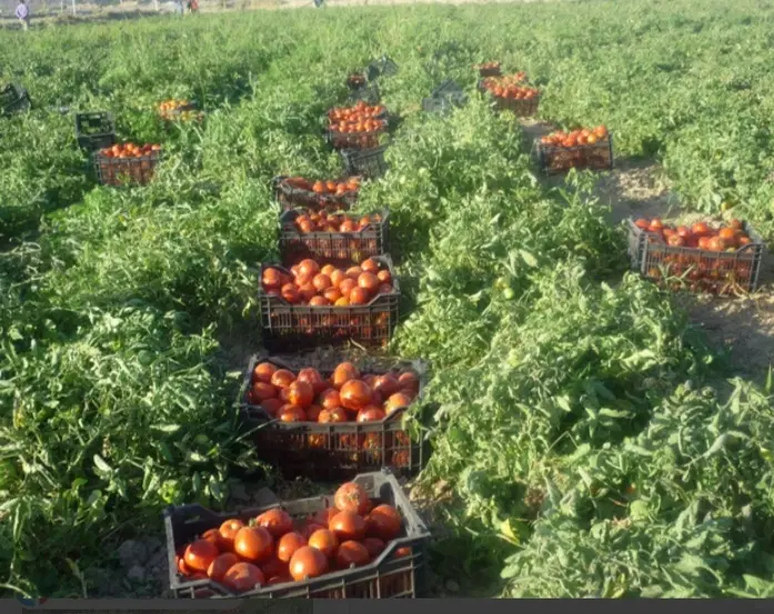 زمین کشاورزی ابی
