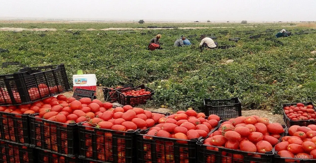 ۴_۵ هکتار زمین کشاورزی آبی درروستای امر آباد