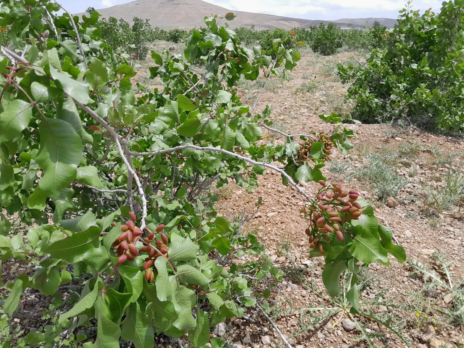 یک قطعه زمین باغ شهری با درختان‌پسته ثمری