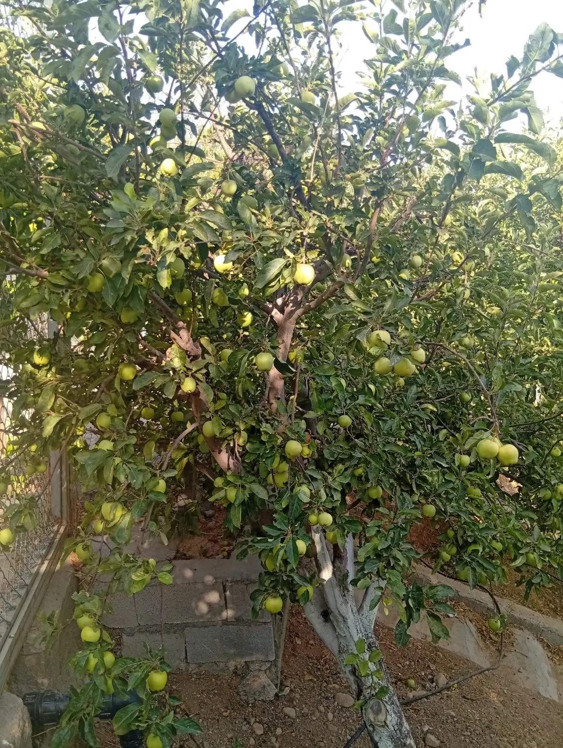 فروش باغچه