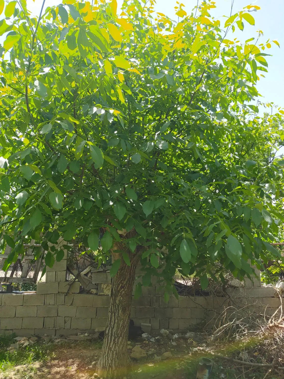 فروش باغ ثمری درگنجه ای کهنه