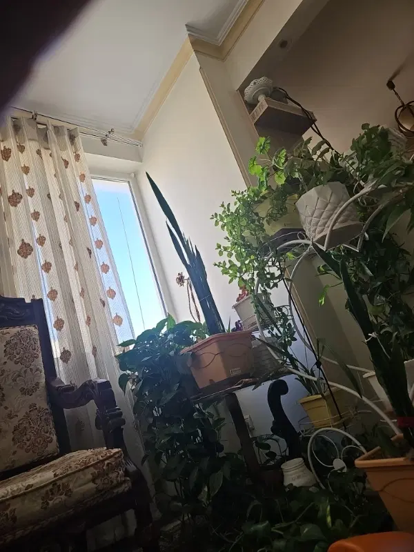 ناجا معلم ۱