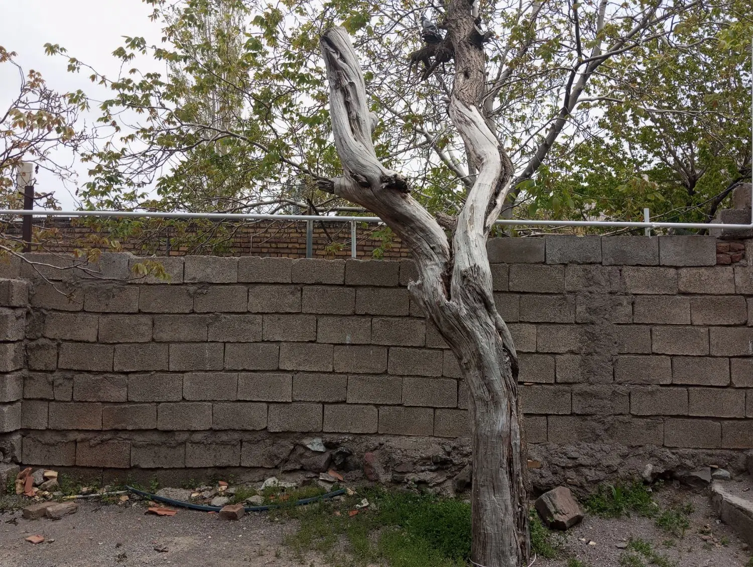 اجاره خانه اپارتمانی