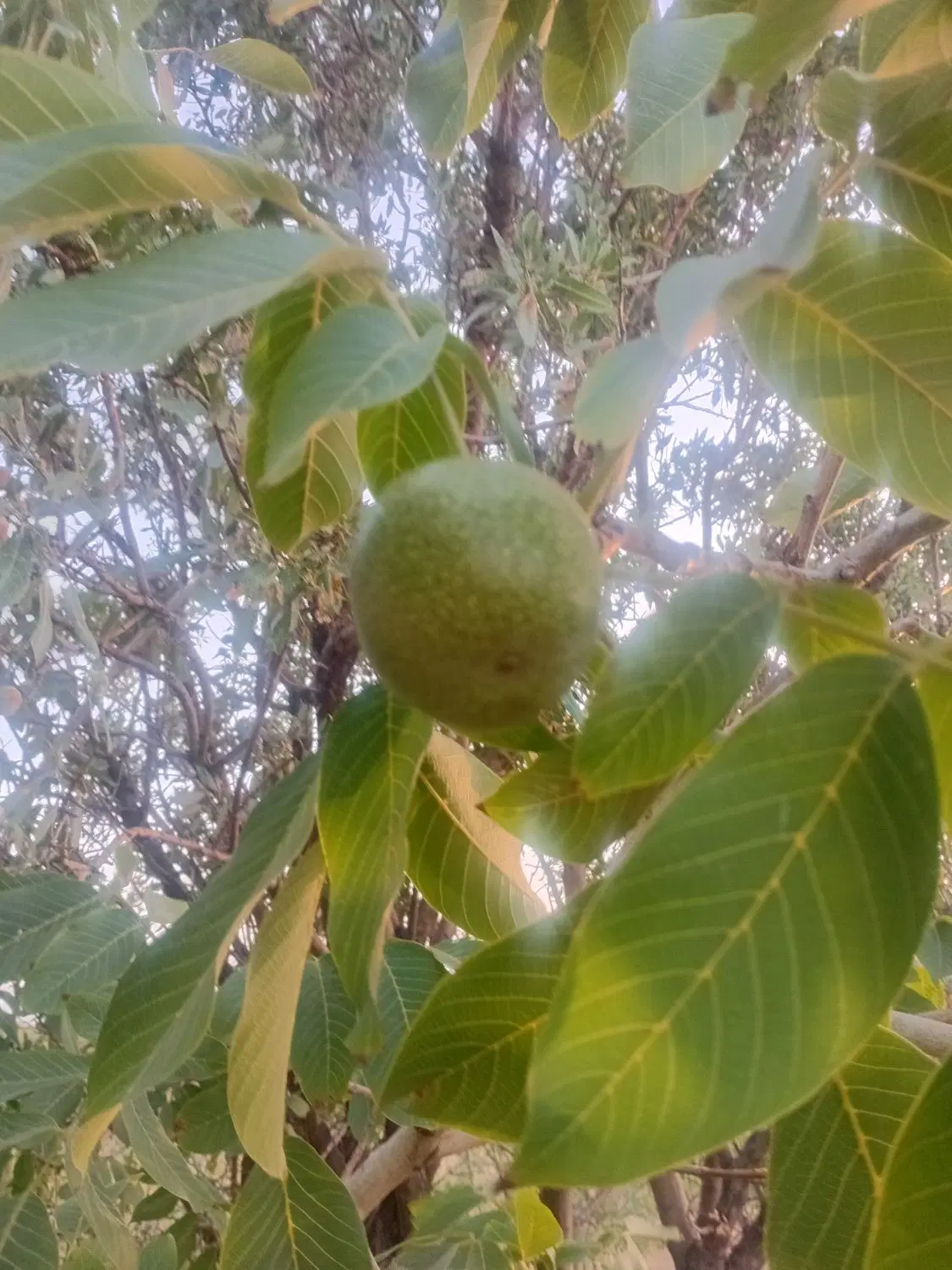 باغ ۵۰۰متری و ۱۰۰۰متری.در مامونیه