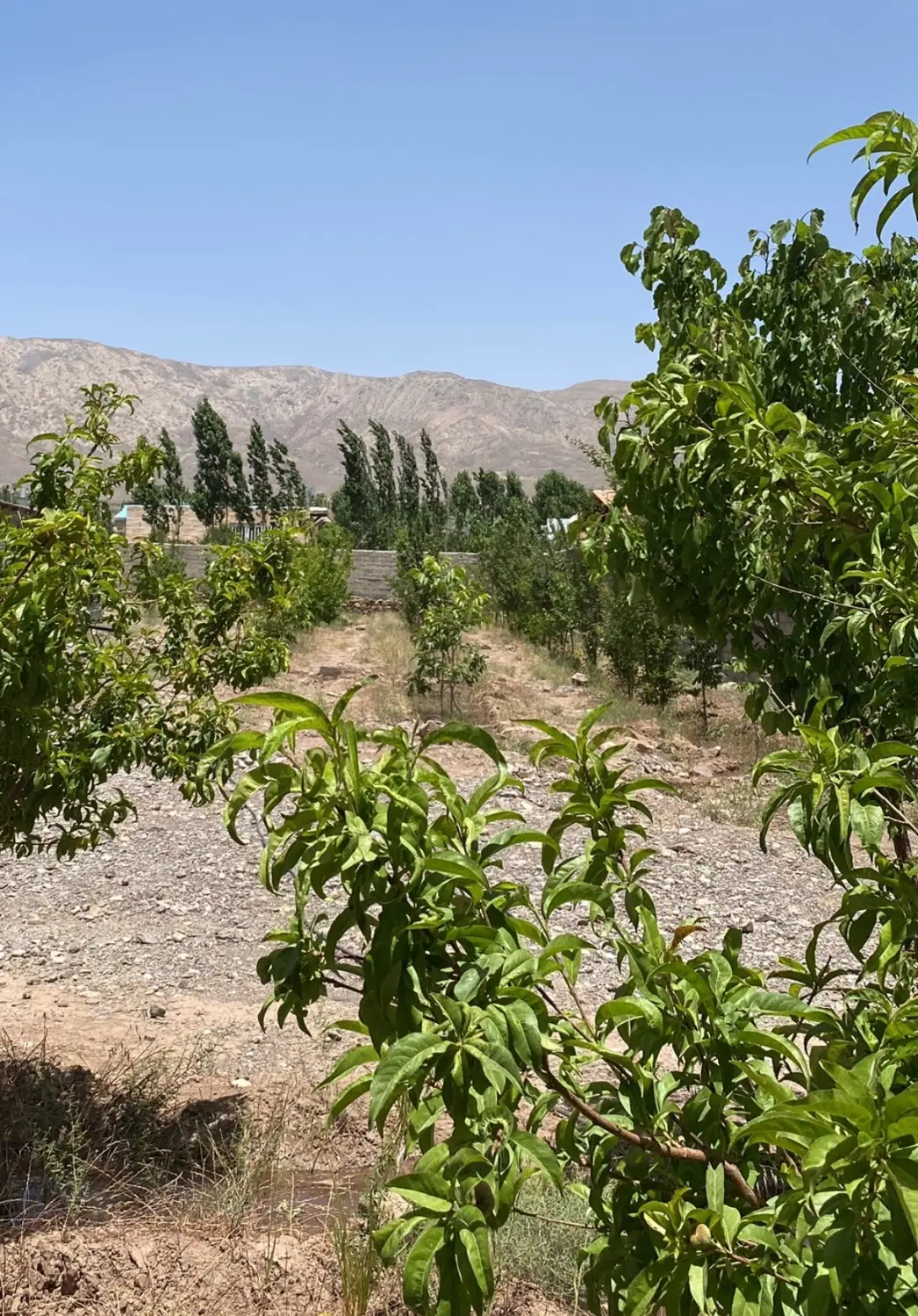 کوهپایه انارستان آب تلمبه(زیرقیمت)فوری