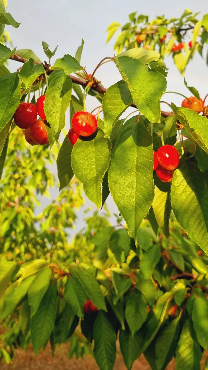 باغ ۱۰۰۰ متری گراخک