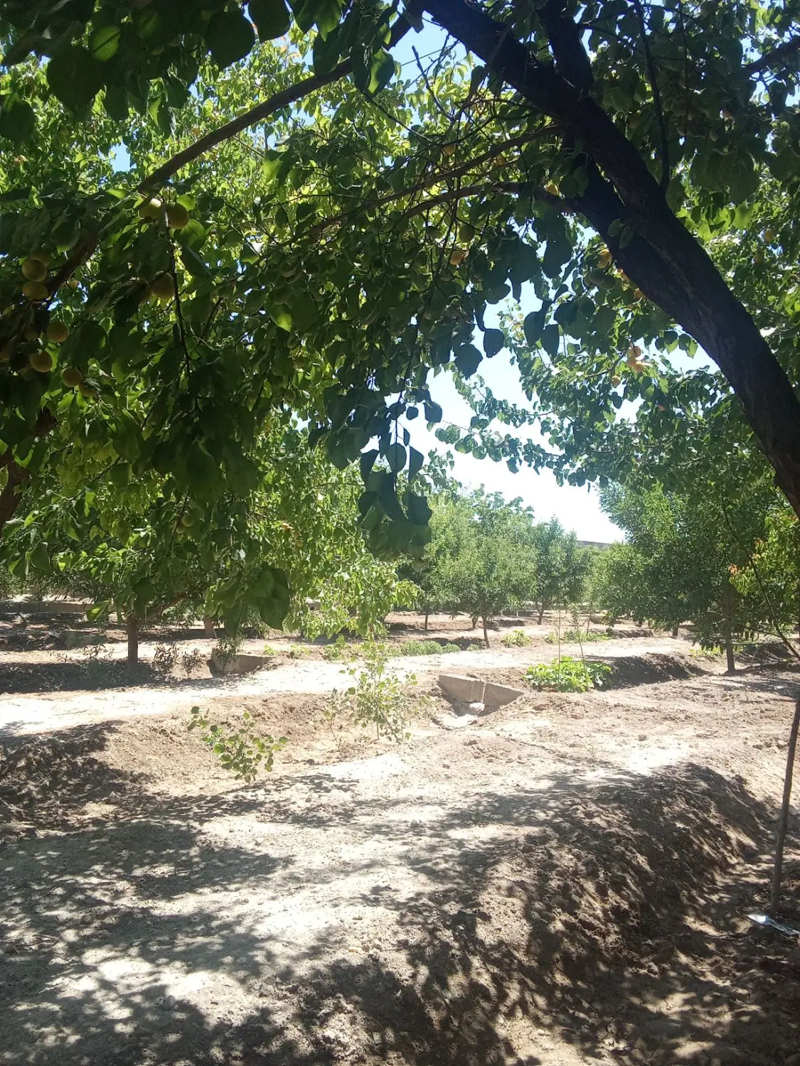 زمین ویلایی