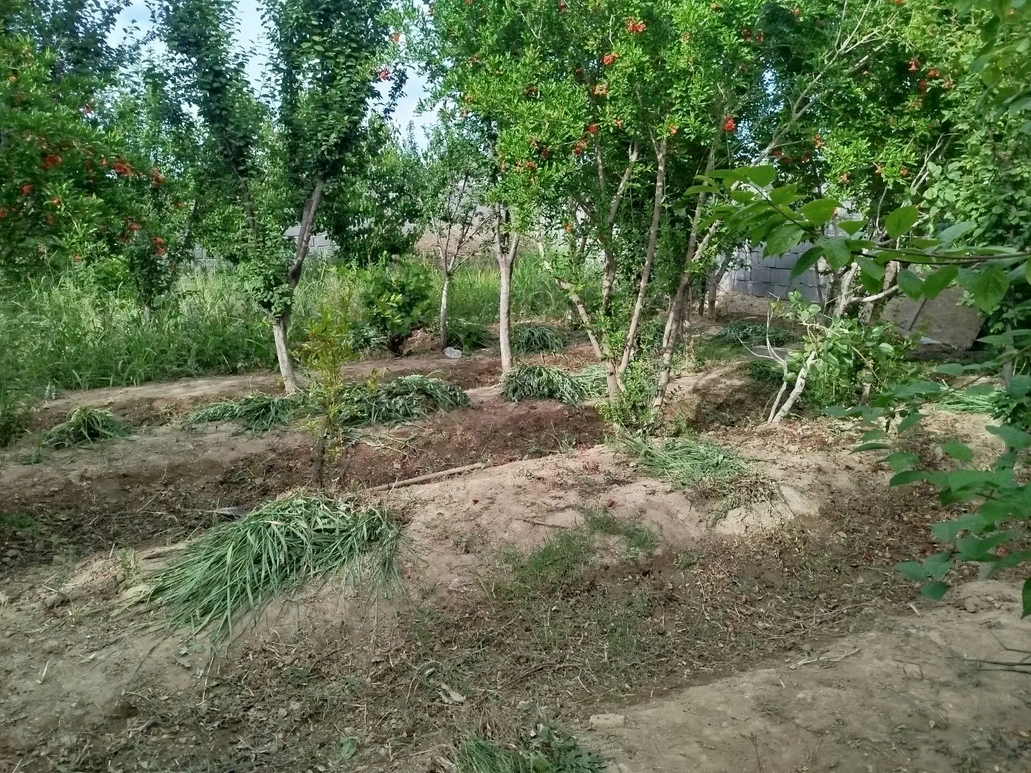 باغچه 500متری